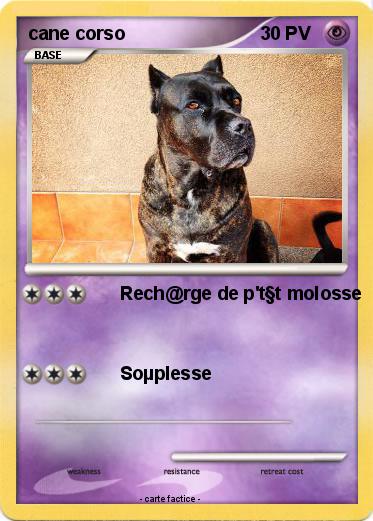 Pokemon cane corso