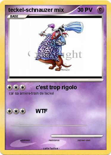 Pokemon teckel-schnauzer mix