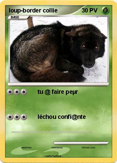 Pokemon loup-border collie