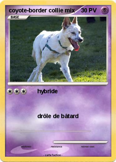 Pokemon coyote-border collie mix