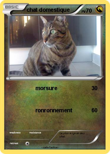 Pokemon chat domestique