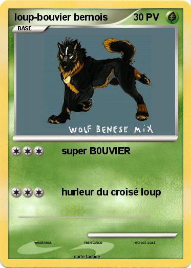 Pokemon loup-bouvier bernois