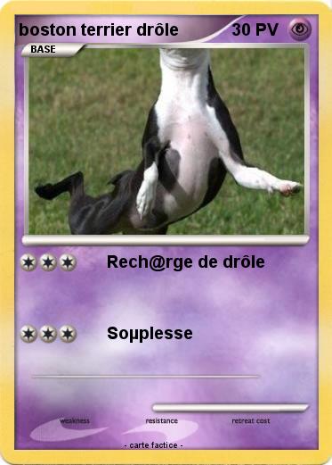Pokemon boston terrier drôle
