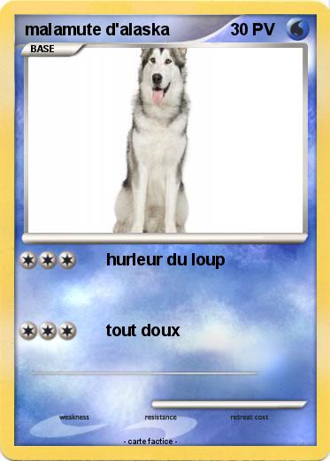 Pokemon malamute d'alaska