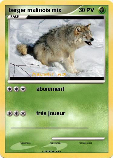 Pokemon berger malinois mix