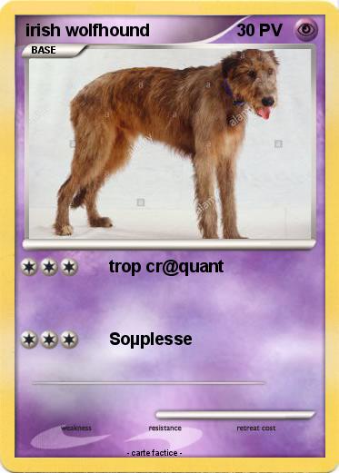 Pokemon irish wolfhound