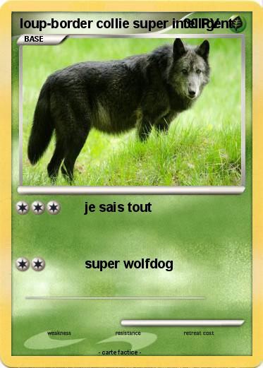 Pokemon loup-border collie super intelligent