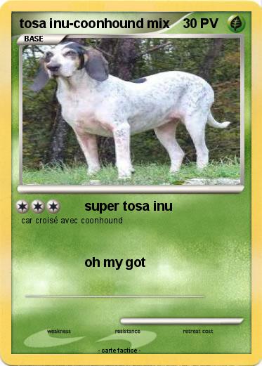 Pokemon tosa inu-coonhound mix