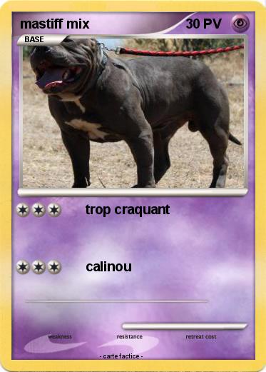 Pokemon mastiff mix