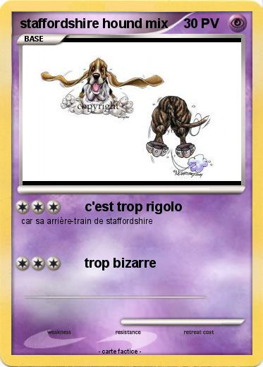 Pokemon staffordshire hound mix