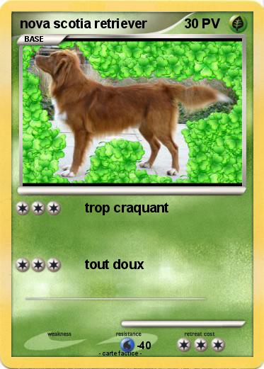 Pokemon nova scotia retriever
