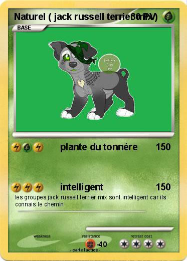 Pokemon Naturel ( jack russell terrier mix )