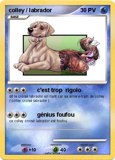 Pokemon colley / labrador