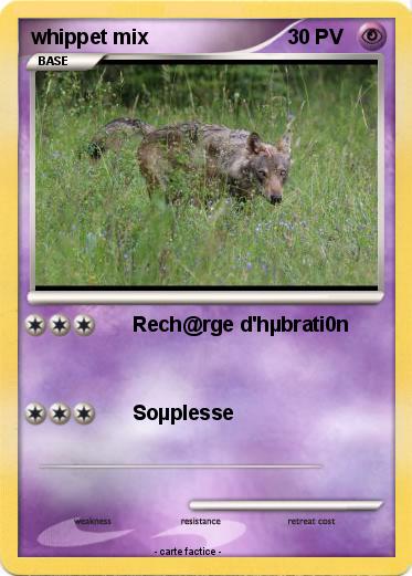 Pokemon whippet mix