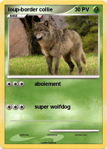 Pokemon loup-border collie