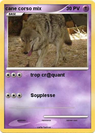 Pokemon cane corso mix