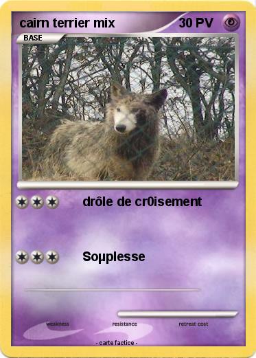 Pokemon cairn terrier mix