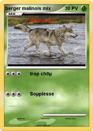 Pokemon berger malinois mix