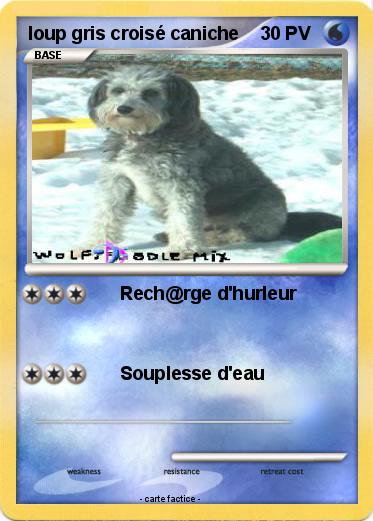Pokemon loup gris croisé caniche