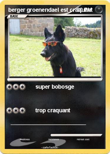 Pokemon berger groenendael est craquant