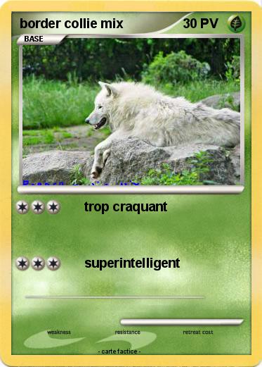 Pokemon border collie mix
