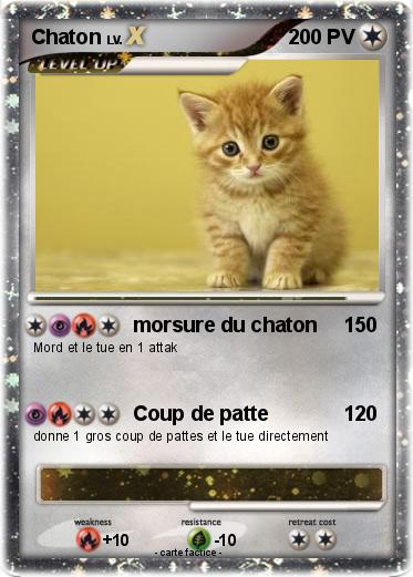 Pokemon Chaton