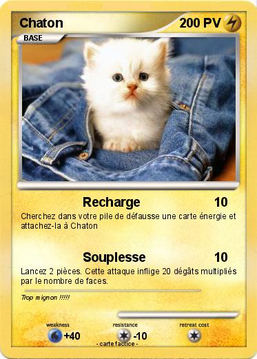 Pokemon Chaton