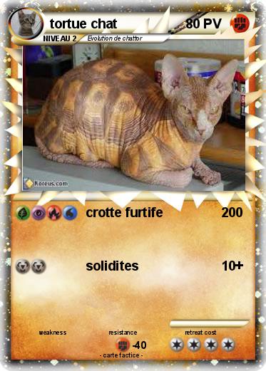 Pokemon tortue chat