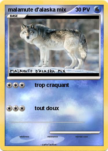 Pokemon malamute d'alaska mix
