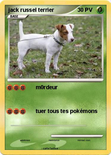 Pokemon jack russel terrier
