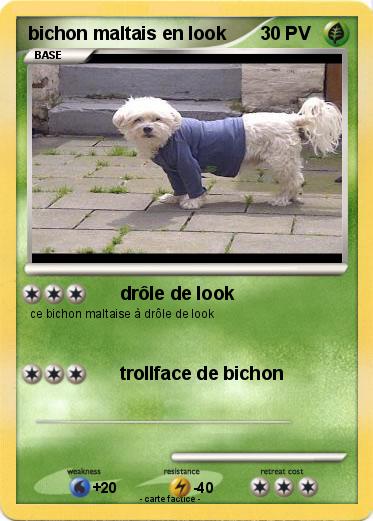 Pokemon bichon maltais en look