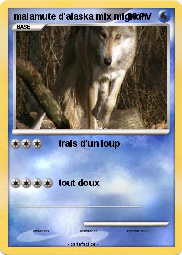 Pokemon malamute d'alaska mix mignon