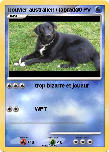 Pokemon bouvier australien / labrador