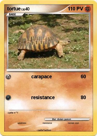 Pokemon tortue