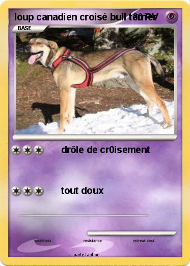 Pokemon loup canadien croisé bull terrier