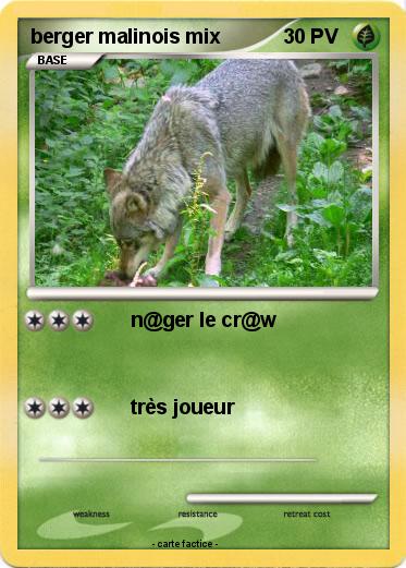 Pokemon berger malinois mix