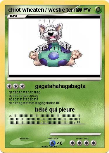 Pokemon chiot wheaten / westie terrier