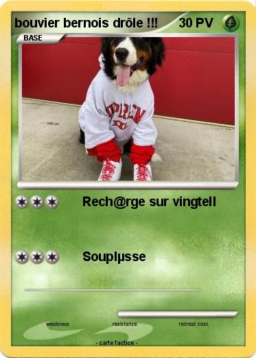 Pokemon bouvier bernois drôle !!!