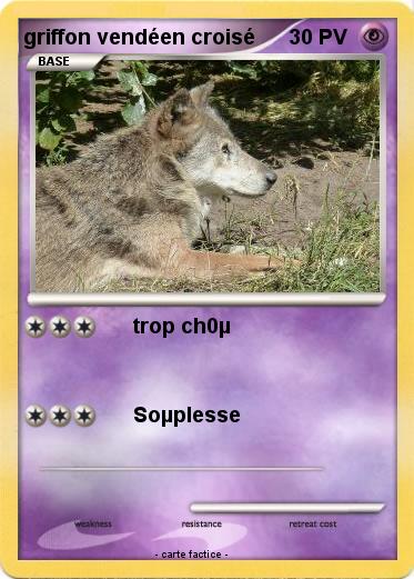 Pokemon griffon vendéen croisé