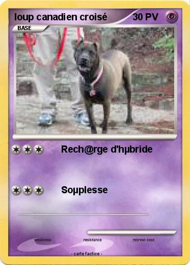 Pokemon loup canadien croisé