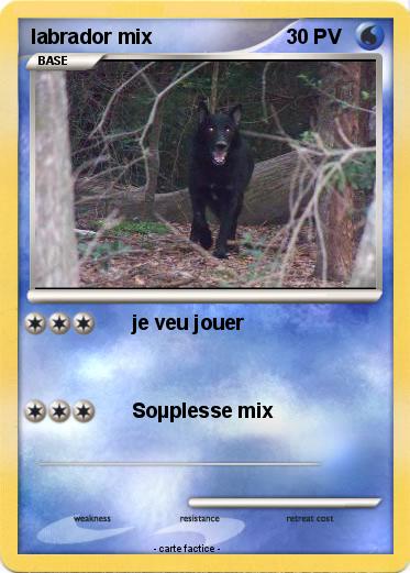 Pokemon labrador mix