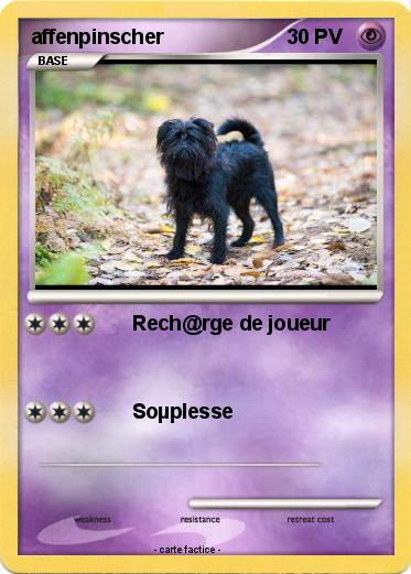 Pokemon affenpinscher