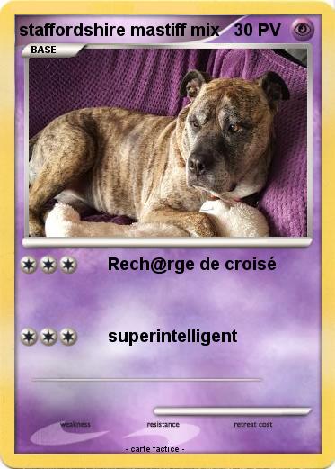 Pokemon staffordshire mastiff mix