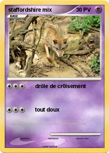 Pokemon staffordshire mix