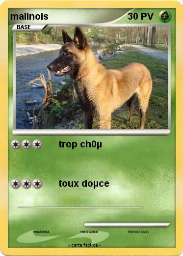Pokemon malinois