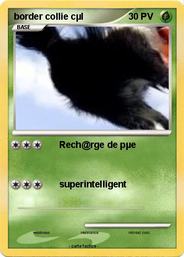 Pokemon border collie cµl
