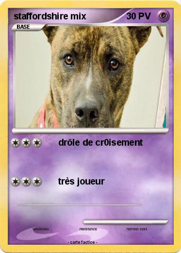 Pokemon staffordshire mix