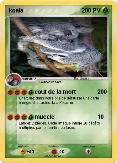Pokemon koala
