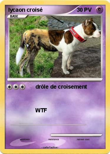 Pokemon lycaon croisé