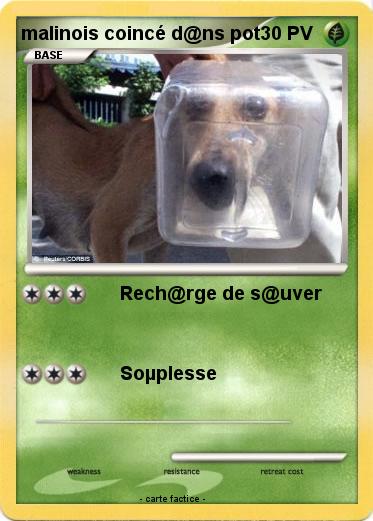 Pokemon malinois coincé d@ns pot